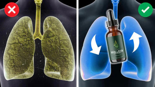 Natural Lung Cleanse Supplement – Mullein & Chlorophyll Formula